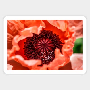 Pink oriental poppy close-up Sticker